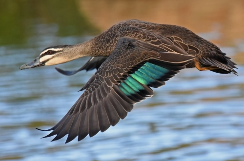 The Mighty Black Duck